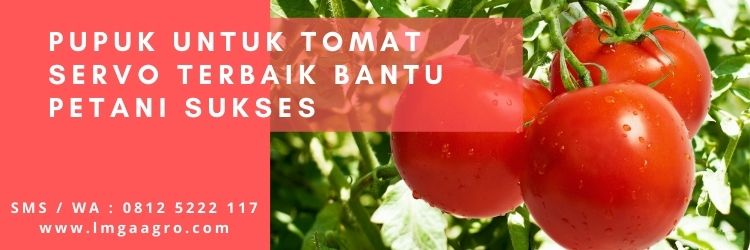 Pupuk Untuk Tomat Servo Terbaik Bantu Petani Sukses