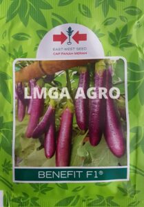 Benih, tanaman, pertanian, sayur, terung, lmga agro