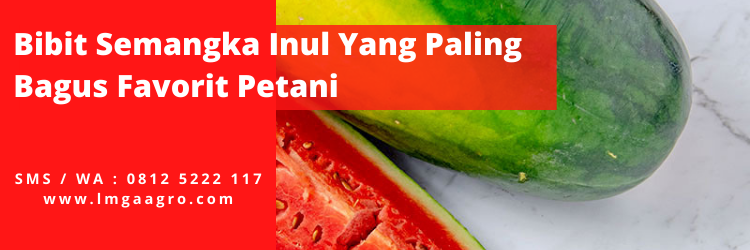 Tanaman semangka, budidaya semangka inul, benih semangka inul, khasiat semangka, manfaat semangka