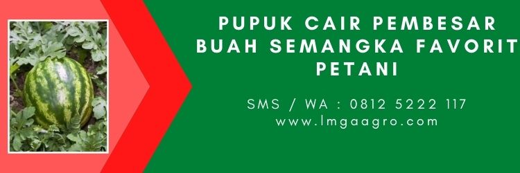 Buah semangka, pupuk cair organik, pupuk terbaik, semangka inul, jenis jenis semangka