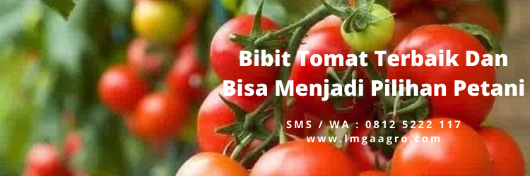 Bibit pohon tomat, cara menanam tomat, masa panen tomat, semai tomat, jual bibit tomat , LMGA AGRO