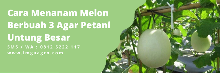 Tips Terbaru Cara Menanam Melon Berbuah 3 Agar Petani Untung Besar