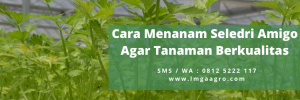 Sayur seledri, cara menanam bibit seledri, khasiat seledri, bibit seledri besar, cara menyuburkan tanaman seledri, LMGA AGRO