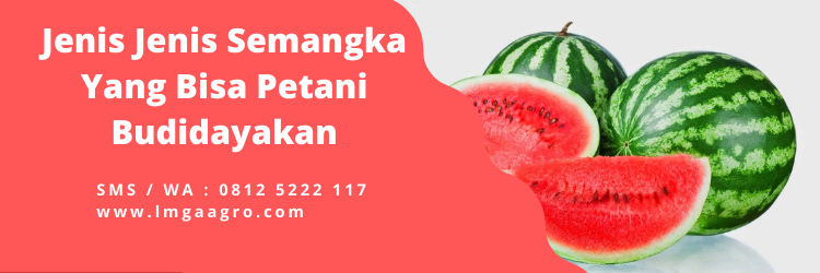 Jenis jenis semangka, pohon semangka kuning, pohon semangka inul, cara membuat buah semangka besar, umur panen semangka, Lmga Agro