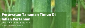 Tanaman timun, panen timun, budidaya timun, pupuk timun, timun sayur