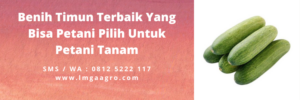 Jenis mentimun, tanaman timun, pohon timun, timun hijau, timun sayur, LMGA AGRO