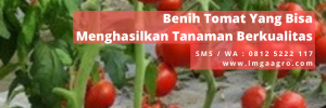 budidaya tomat, cara menyemai tomat, cara merawat tomat, sawah, bibit pohon tomat, LMGA AGRO