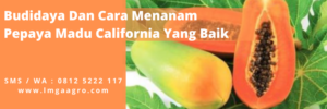 Bibit-Pepaya-Calina-Madu-Kualitas-Terbaik-Favorit-Petani1