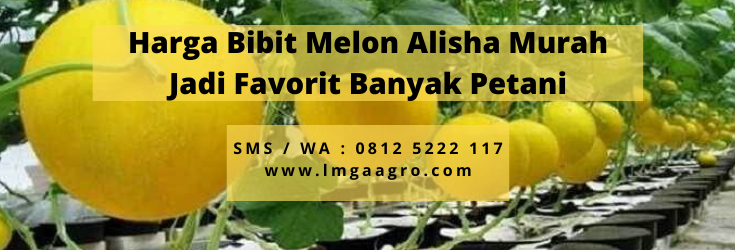 Bibit pohon melon, bibit melon golden alisha, bibit melon alisha, budidaya melon, tumbuhan melon, melon golden alisha, LMGA AGRO