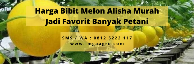 Harga Bibit Melon Alisha Murah Jadi Favorit Banyak Petani