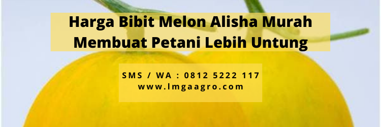 Bibit pohon melon, bibit melon golden alisha, bibit melon alisha, budidaya melon, tumbuhan melon, melon golden alisha, LMGA AGRO