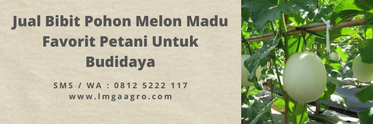 Jual Bibit Pohon Melon Madu Favorit Petani Untuk Budidaya