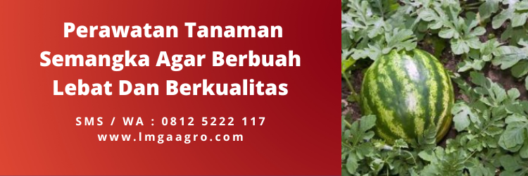 Budidaya semangka, bibit semangka unggul, cara semai semangka, harga benih semangka, cara menanam semangka