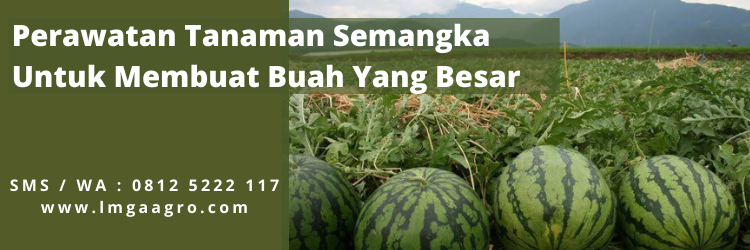 Cara menanam semangka, budidaya semangka, umur panen semangka, masa panen semangka, cara membuat semangka besar, LMGA AGRO