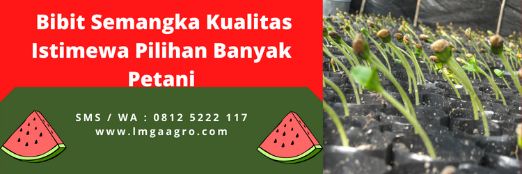 Ciri ciri buah semangka, cara menanam semangka, jenis jenis semangka, bibit semangka, harga semangka, lmga agro