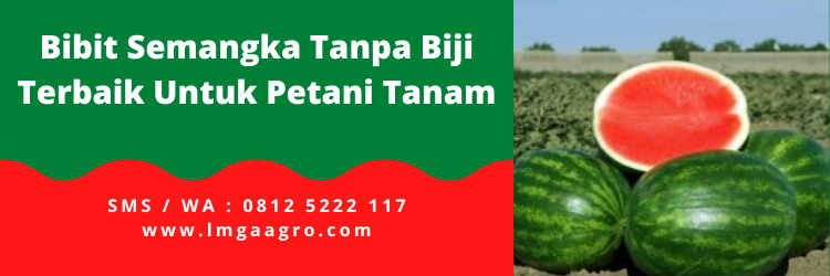 Harga benih semangka, bibit semangka tanpa biji, cara budidaya semangka non biji, cara menanam semangka tanpa biji, benih semangka terbaik, LMGA AGRO