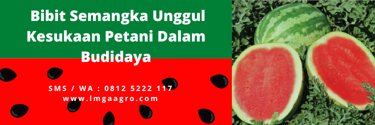 Cara menanam semangka, masa panen semangka, cara merawat pohon semangka, umur panen semangka, cara membuat buah semangka besar, lmga agro
