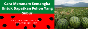 Cara menanam semangka, masa panen semangka, cara merawat pohon semangka, umur panen semangka, cara membuat buah semangka besar, lmga agro