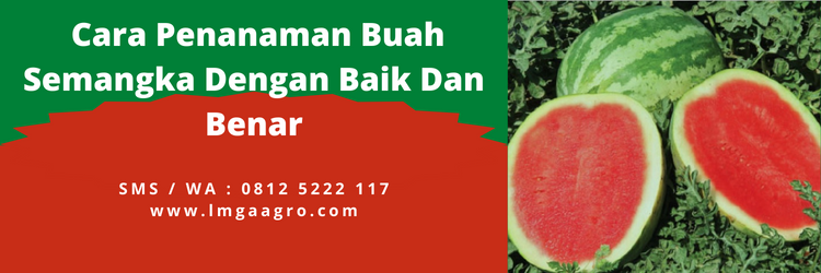 Budidaya semangka, cara menanam semangka, cara membibit semangka, masa panen semangka, umur panen semangka, lmga agro
