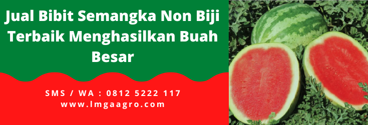 Harga benih semangka, bibit semangka tanpa biji, cara budidaya semangka non biji, cara menanam semangka tanpa biji, benih semangka terbaik, LMGA AGRO