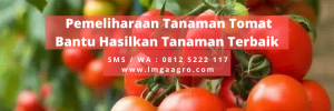 pupuk organik, jenis pupuk, buah tomat, cuaca hujan, fungsi pupuk, LMGA AGRO