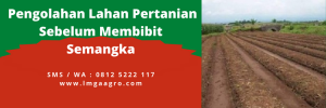 Budidaya semangka, cara menanam semangka, cara membibit semangka, masa panen semangka, umur panen semangka, lmga agro