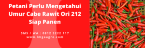 Umur cabe, cara tanam cabe, menanam cabe, cara menanam cabe rawit, tanam cabe rawit, LMGA AGRO