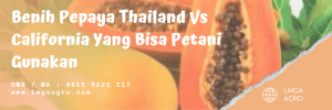 Pepaya bangkok, budidaya pepaya, budidaya pepaya california, cara menanam pepaya califronia, pepaya bangkok super, lmga agro