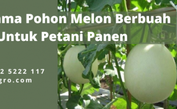 cara menanam melon, tanam melon, berapa lama pohon melon berbuah, tumbuhan melon, tanaman buah melon, lmga agro