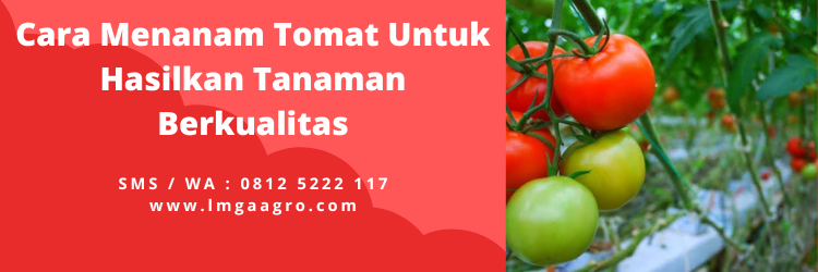 Fungisida untuk tomat di musim hujan, obat untuk tanaman tomat, penyakit tomat pada musim hujan, pohon tomat, daun tomat kering, lmga agro
