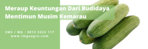 Cara menanam timun, budidaya timun, khasiat timun, kemarau adalah, jarak mentimun yang baik, Lmga agro