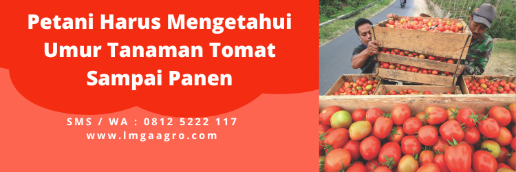 Umur tanaman tomat sampai panen, tanam tomat, cara menanam tomat, bibit pohon tomat, cara merawat tomat, lmga agro