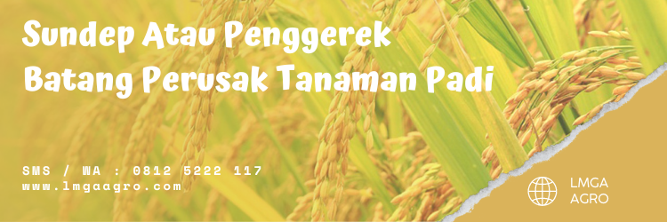 tanaman padi, bayer indonesia, hama sundep, obat sundep padi sawah, insek produk bayer, lmga agro