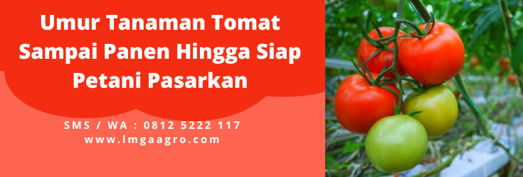 Umur tanaman tomat sampai panen, tanam tomat, cara menanam tomat, bibit pohon tomat, cara merawat tomat, lmga agro