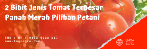 Tomat buah, jenis tomat terbesar, pertanian tomat, budidaya tomat, bibit tomat yang bagus, lmga agro