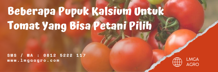 Manfaat buah tomat, kandungan tomat, pupuk anorganik, sayur tomat, khasiat tomat, LMGA AGRO