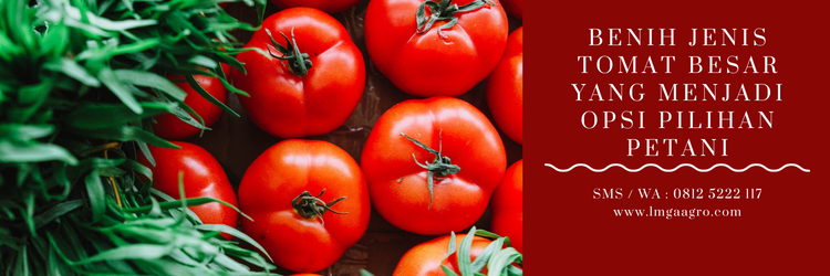 Jenis tomat besar, budidaya tomat, tanaman tomat, pohon tomat, bibit pohon tomat, lmga agro