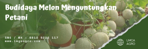 Jenis melon di indonesia, budidaya melon, tanaman buah melon, tumbuhan melon, cara menanam melon, lmga agro