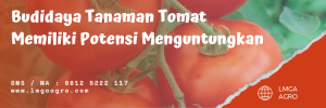 Manfaat buah tomat, kandungan tomat, pupuk anorganik, sayur tomat, khasiat tomat, LMGA AGRO