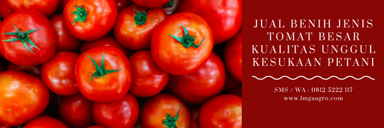 Jual Benih Jenis Tomat Besar Kualitas Unggul Kesukaan Petani