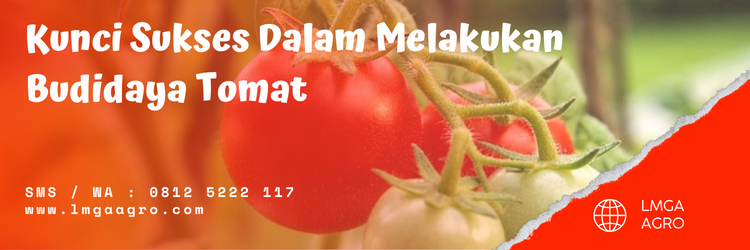 Tomat buah, jenis tomat terbesar, pertanian tomat, budidaya tomat, bibit tomat yang bagus, lmga agro