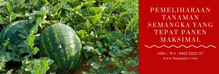 Pemeliharaan tanaman semangka, budidaya semangka, cara menanam semangka, jenis jenis semangka, umur panen semangka, LMGA AGRO