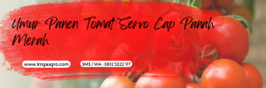 Benih tomat servo, kandungan tomat, manfaat tomat, umur panen tomat hingga panen, umur tomat servo, LMGA AGRO