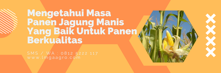 Jual Benih Jagung Manis Kualitas Unggulan Harga Murah | LMGA AGRO Tanaman jagung, panen jagung manis, cara budidaya jagung, menanam jagung, kebun jagung manis, LMGA AGRO