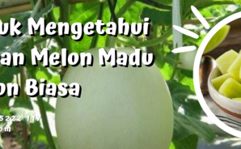 Jenis jenis melon, perbedaan melon madu dan melon biasa, budidaya melon, tanaman buah melon, varietas melon, LMGA AGRO