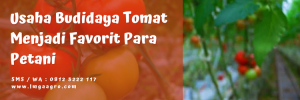 Pohon tomat, cara penyemaian bibit tomat, tanam tomat, budidaya tomat, sayur tomat, LMGA AGRO