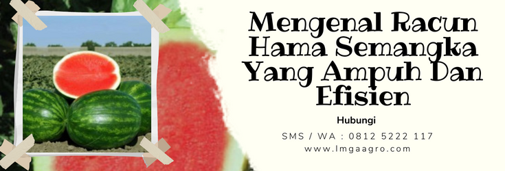 budidaya semangka, racun hama semangka, insitisida untuk semangka, cara menanam semangka, pohon buah semangka, Lmga Agro