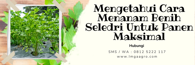 Cara menanam seledri, bibit daun seledri, jenis seledri, bibi seledri, cara menyuburkan tanaman seledri, LMGA AGRO