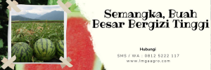 budidaya semangka, racun hama semangka, insitisida untuk semangka, cara menanam semangka, pohon buah semangka, Lmga Agro