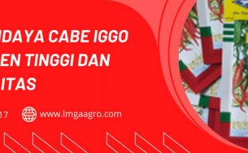 benih cabe, cabe merah keriting, budidaya cabe, cabe keriting unggul, bibit cabe iggo, LMGA AGRO